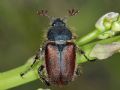 Amphicoma abdominalis